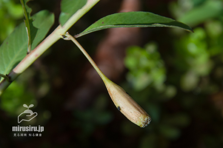 ミズキンバイの熟し始めた実　鎌倉市・大船フラワーセンター　2022/09/28