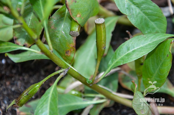 ミズキンバイの未熟な実　横浜市戸塚区上倉田町・柏尾川「朝日橋」下流　2022/09/30