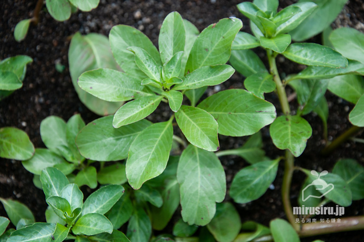 ミズキンバイの水上葉　横浜市戸塚区上倉田町・柏尾川「朝日橋」下流　2022/09/30