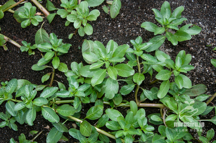 地表を這ったミズキンバイの水上葉　横浜市戸塚区上倉田町・柏尾川「朝日橋」下流　2022/09/30