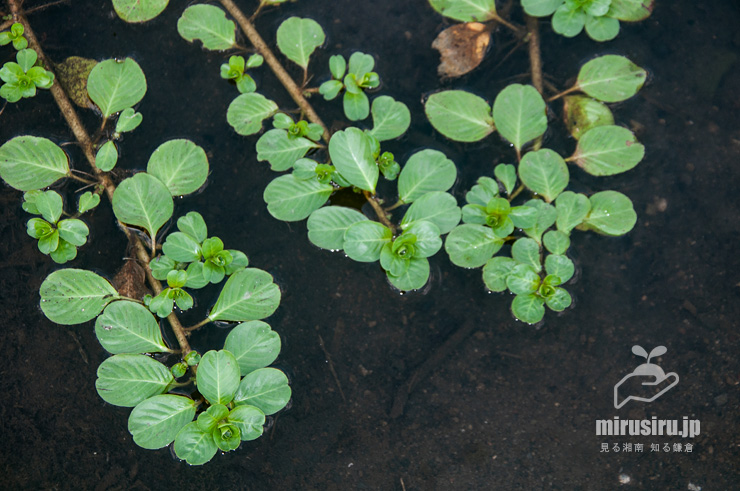 水面に広がったミズキンバイの浮葉　横浜市戸塚区上倉田町・柏尾川「朝日橋」下流　2022/09/30