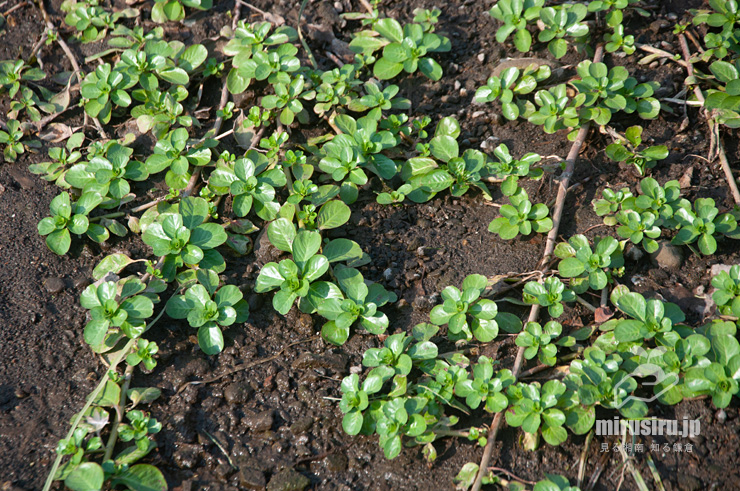 地表を這ったミズキンバイ　横浜市戸塚区上倉田町・柏尾川「朝日橋」下流　2022/09/30