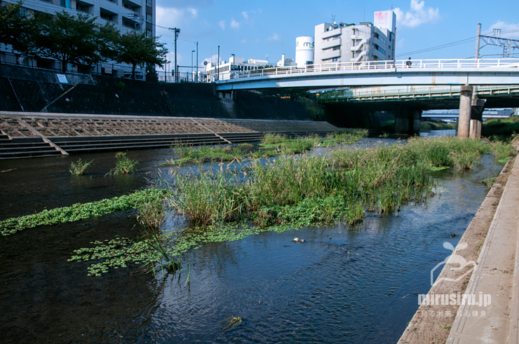 だいぶ減少したように感じられるミズキンバイ　横浜市戸塚区上倉田町・柏尾川「朝日橋」下流　2022/09/30