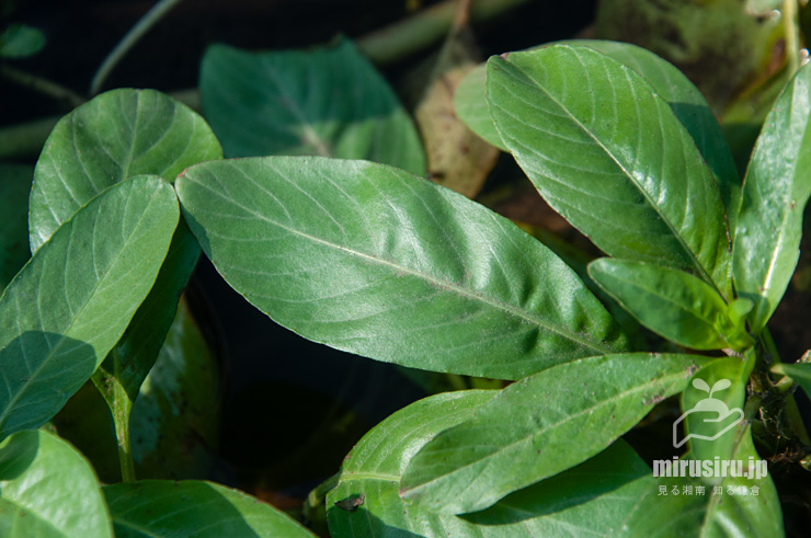 ミズキンバイの水上葉　横浜市戸塚区上倉田町・柏尾川「朝日橋」下流　2022/09/30