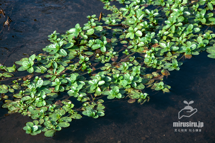 水面に広がったミズキンバイ　横浜市戸塚区上倉田町・柏尾川「朝日橋」下流　2022/09/30