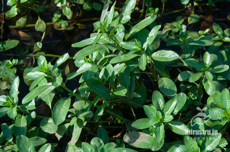 ミズキンバイの水上葉　横浜市戸塚区上倉田町・柏尾川「朝日橋」下流　2022/09/30