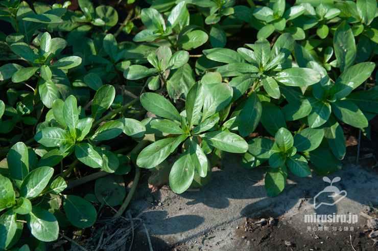 ミズキンバイの水上葉　横浜市戸塚区上倉田町・柏尾川「朝日橋」下流　2022/09/30