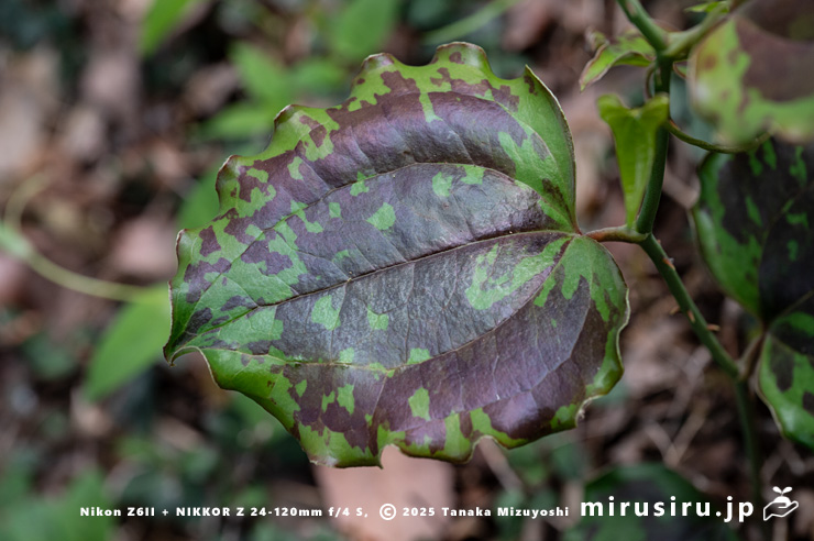 サルトリイバラの幼株の斑入りの葉　横浜市栄区・旧栄プール～天園　2023/04/25