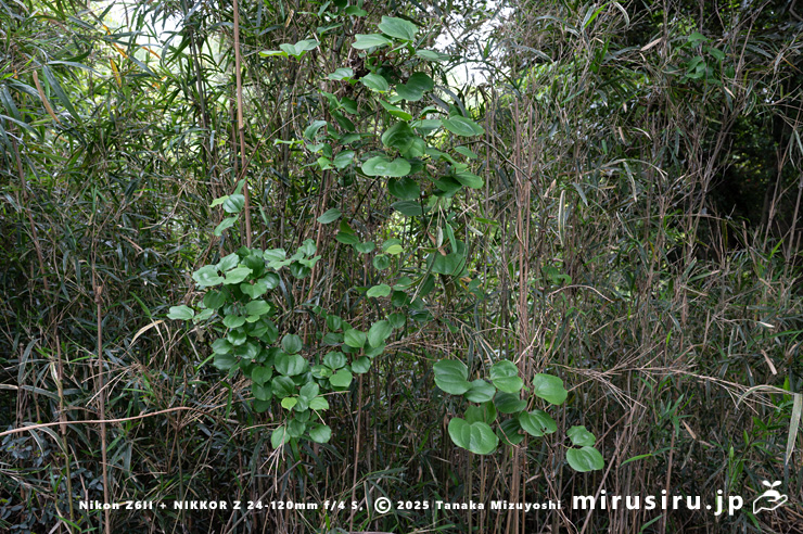 ササ薮に生えたサルトリイバラ　横浜市栄区・旧栄プール～天園　2023/04/25