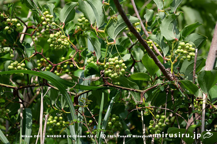未熟な実がなったサルトリイバラ　大井町山田　2023/05/03