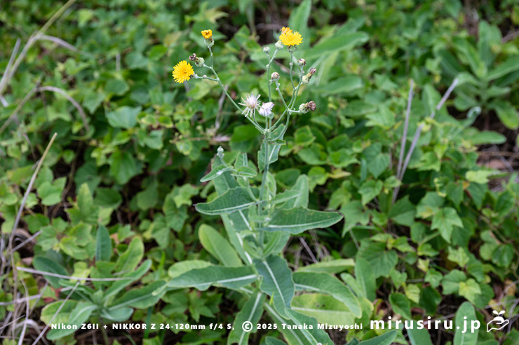 開花中のハチジョウナの草姿　横須賀市・天神島臨海自然教育園　2023/08/10