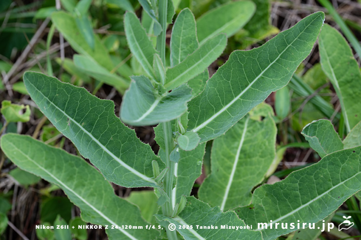 ハチジョウナの葉　横須賀市・天神島臨海自然教育園　2023/08/10