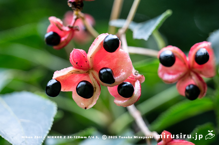 ゴンズイの熟して裂開した実　藤沢市・新林公園　2023/09/15
