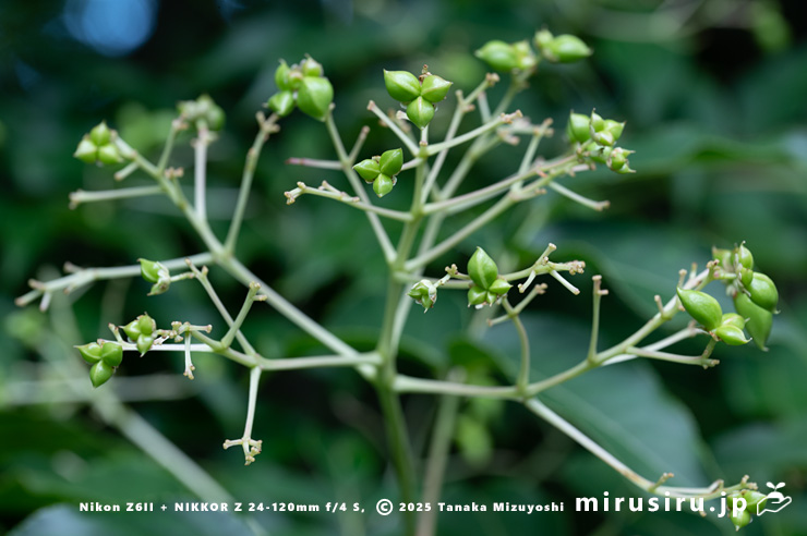 ゴンズイの若い実　横浜市緑区・四季の森公園　2024/06/04