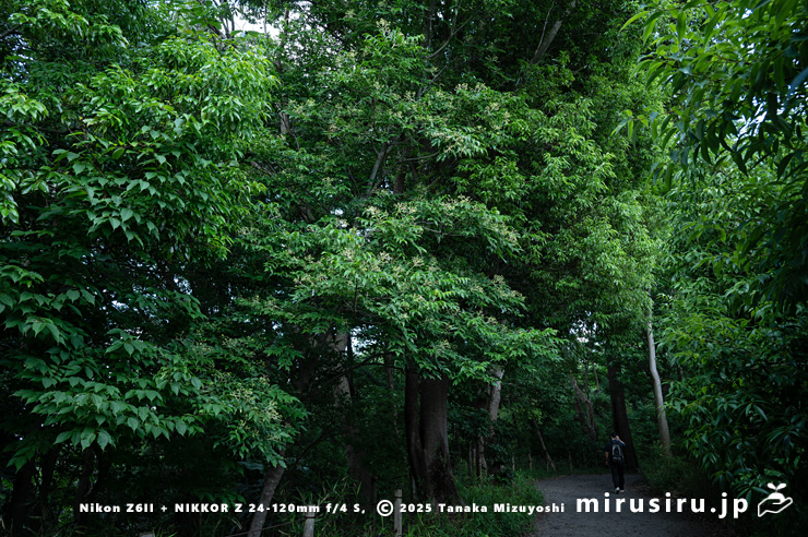 若い実がなったゴンズイ（中央やや左）　横浜市緑区・四季の森公園　2024/06/04