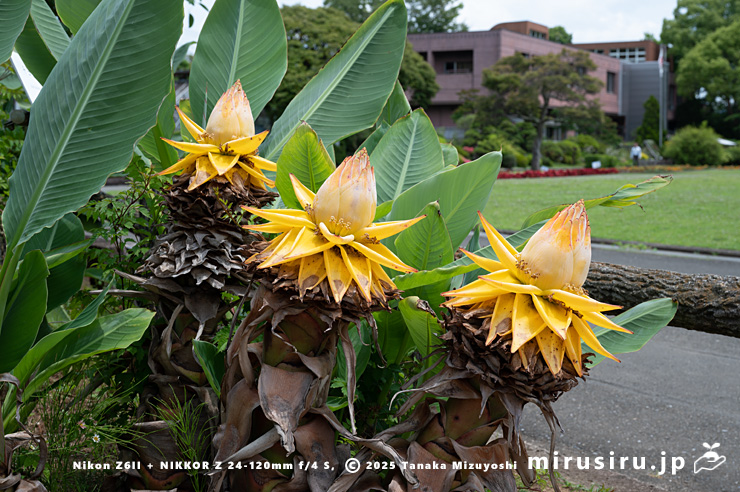 チユウキンレンの雄花　鎌倉市・大船フラワーセンター　2024/06/06