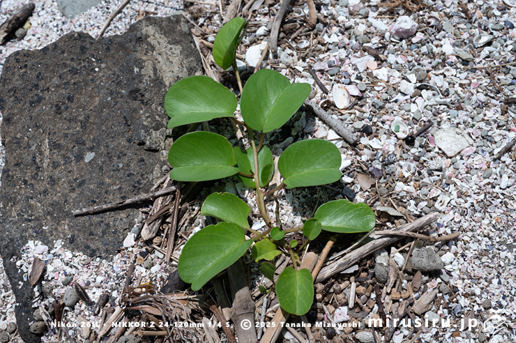 グンバイヒルガオ　三浦市・毘沙門海岸　2024/07/18