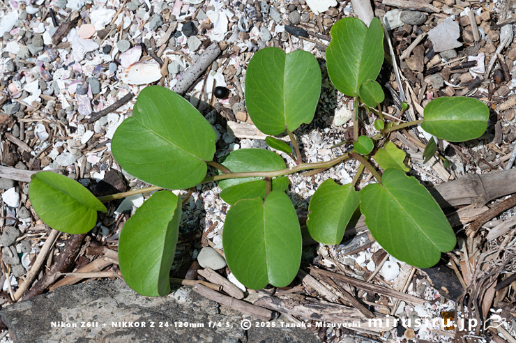 グンバイヒルガオ　三浦市・毘沙門海岸　2024/07/18