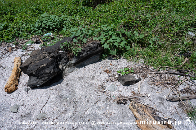 グンバイヒルガオが生えた砂浜　三浦市・毘沙門海岸　2024/07/18