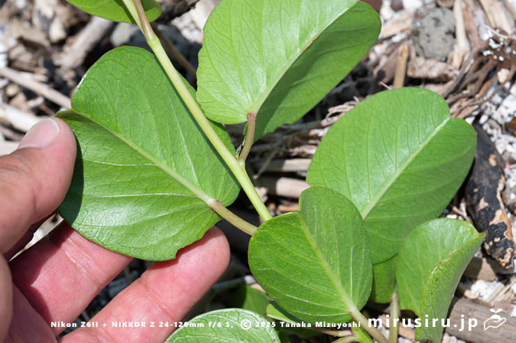 グンバイヒルガオの葉裏　三浦市・毘沙門海岸　2024/07/18