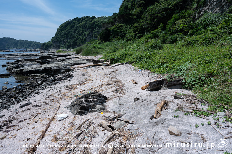 グンバイヒルガオが生えた砂浜　三浦市・毘沙門海岸　2024/07/18