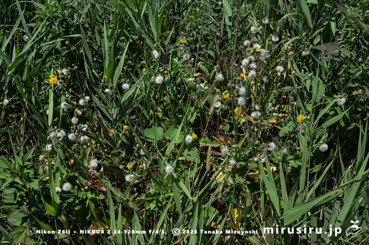 実がなったハチジョウナ　三浦市・毘沙門海岸　2024/08/14