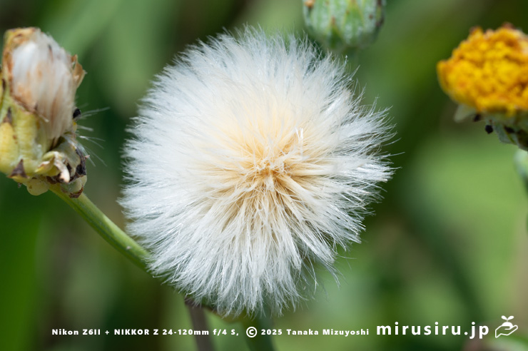 ハチジョウナの実　三浦市・毘沙門海岸　2024/08/14