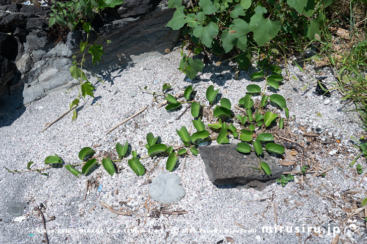 グンバイヒルガオ　三浦市・毘沙門海岸　2024/08/14