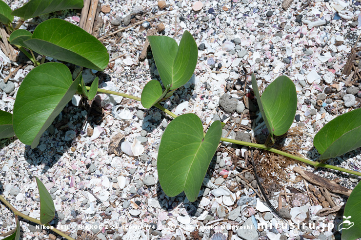 グンバイヒルガオの茎　三浦市・毘沙門海岸　2024/08/14