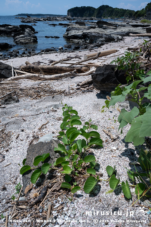 グンバイヒルガオが生えた砂浜　三浦市・毘沙門海岸　2024/08/14