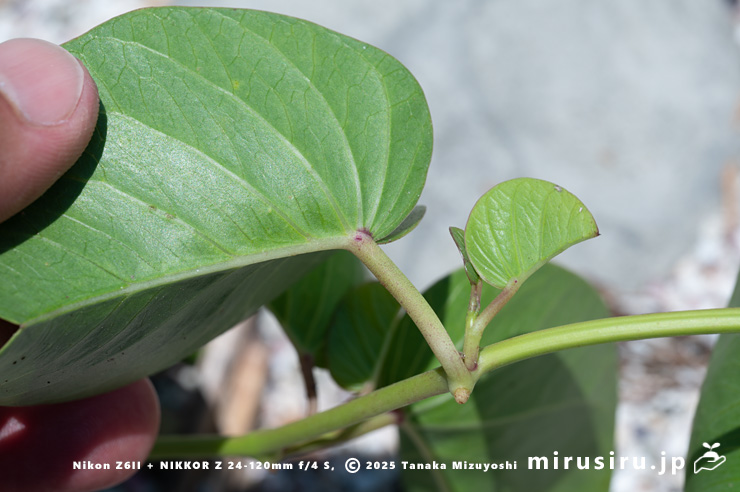 グンバイヒルガオの発根する節　三浦市・毘沙門海岸　2024/08/14