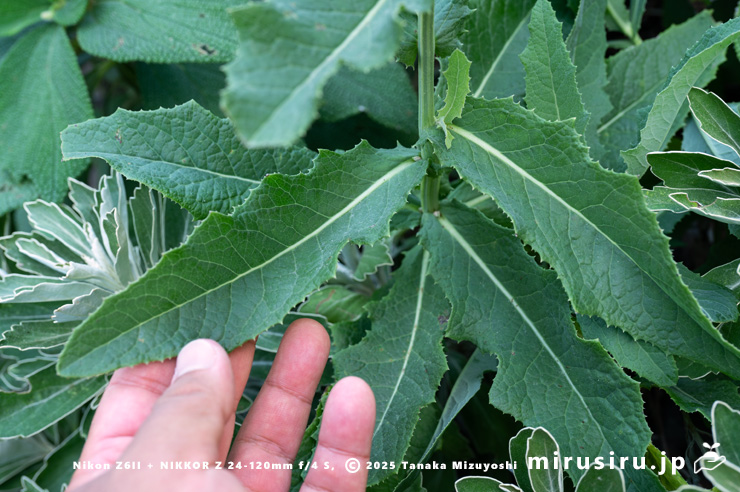 ハチジョウナの葉　三浦市・毘沙門海岸　2024/08/14