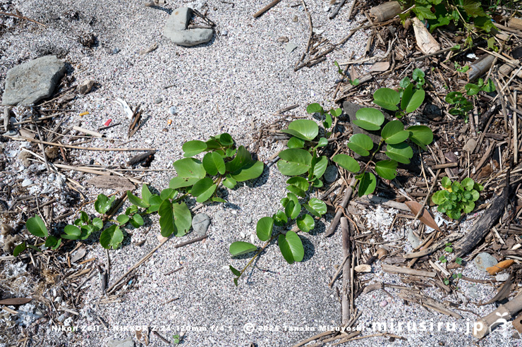 グンバイヒルガオ　三浦市・毘沙門海岸　2024/09/06