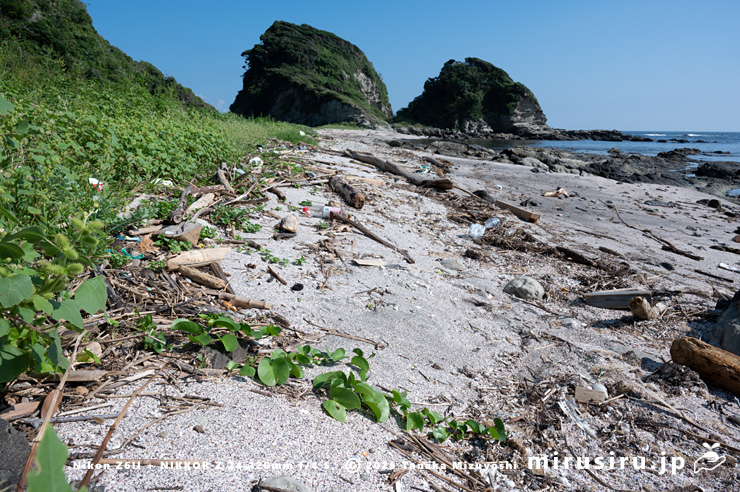 グンバイヒルガオが生えた砂浜　三浦市・毘沙門海岸　2024/09/06