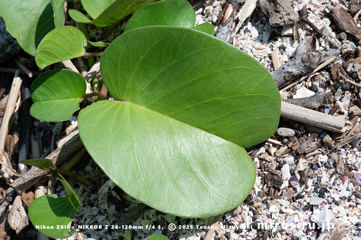 グンバイヒルガオの葉　三浦市・毘沙門海岸　2024/09/06