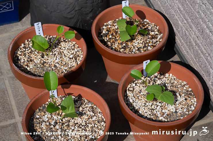 グンバイヒルガオの鉢植え　茅ヶ崎市浜之郷　2024/09/08