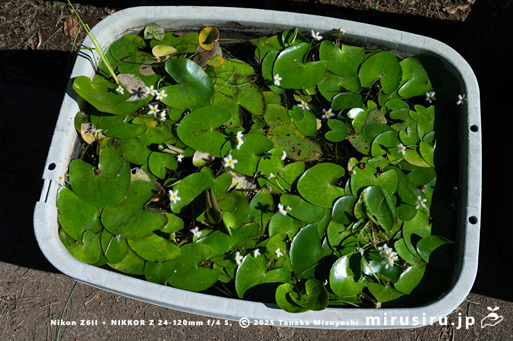 開花中のガガブタ　鎌倉市・大船フラワーセンター　2024/09/10