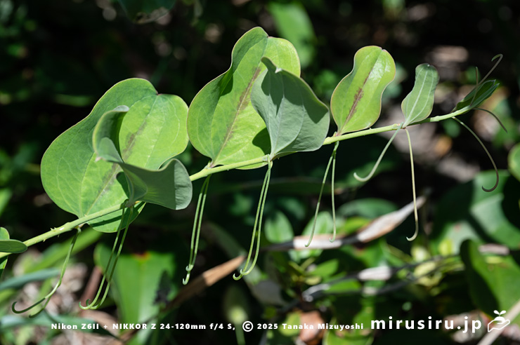 サルトリイバラ茎と葉と巻きひげ　三浦市・城ヶ島　2024/09/20