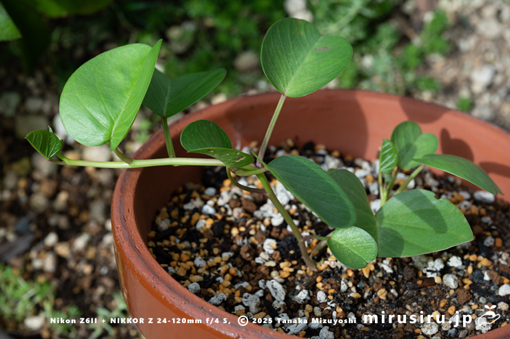 グンバイヒルガオの鉢植え　茅ヶ崎市浜之郷　2024/09/21