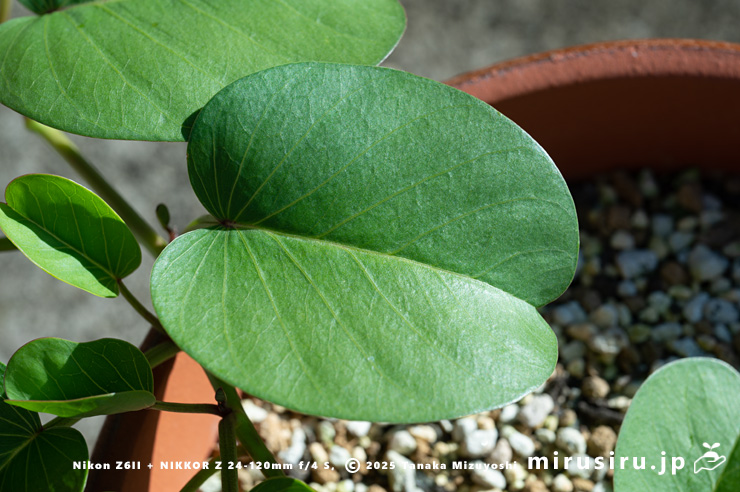 グンバイヒルガオの葉　茅ヶ崎市浜之郷　2024/10/14