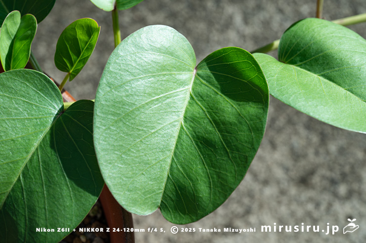 グンバイヒルガオの葉　茅ヶ崎市浜之郷　2024/10/14