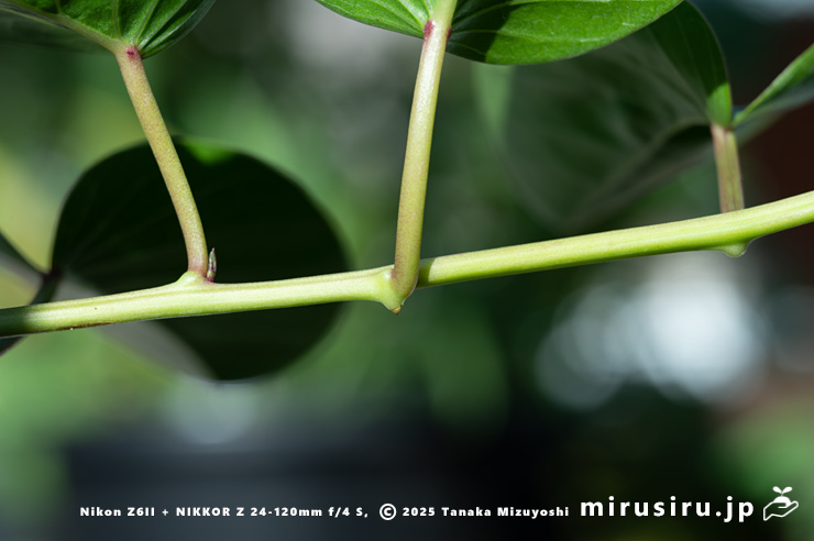 グンバイヒルガオの茎と節　茅ヶ崎市浜之郷　2024/10/14