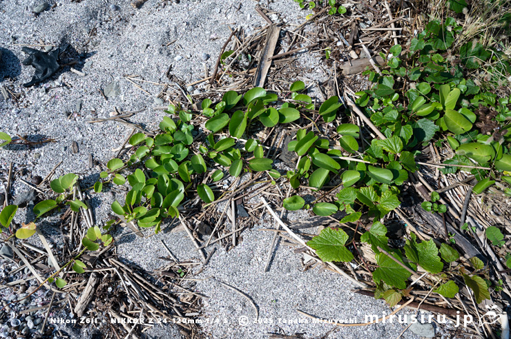 グンバイヒルガオ　三浦市・毘沙門海岸　2024/11/08