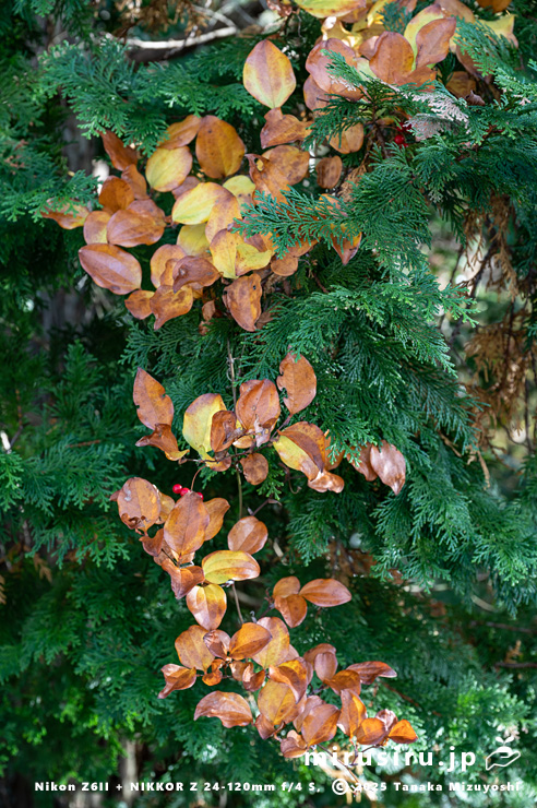冬枯れてきたサルトリイバラ　箱根町・湖尻・自然環境保全センター箱根出張所　2024/11/24