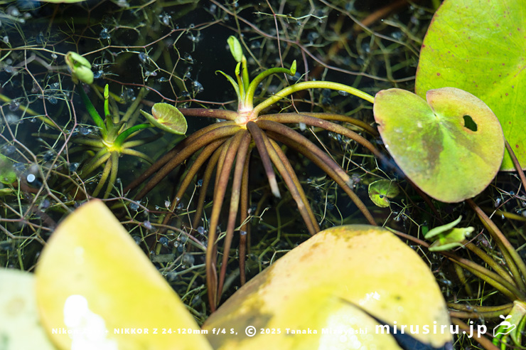 ガガブタの殖芽　鎌倉市・大船フラワーセンター　2024/11/27