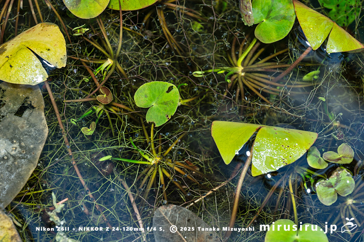ガガブタの殖芽　鎌倉市・大船フラワーセンター　2024/11/27
