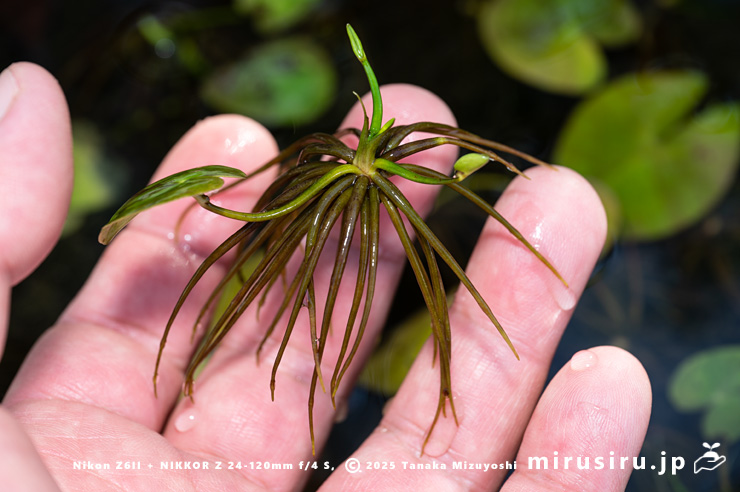 ガガブタの殖芽　鎌倉市・大船フラワーセンター　2024/11/27
