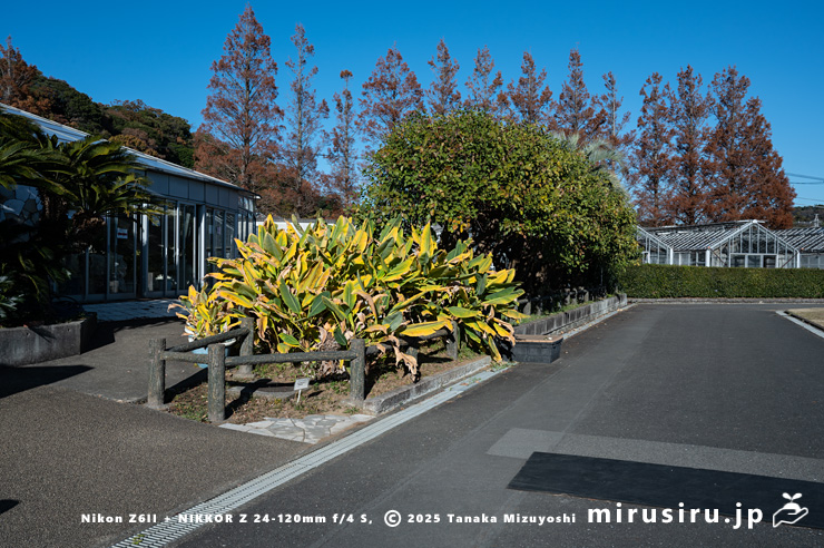 チユウキンレンの黄葉　鎌倉市・大船フラワーセンター　2024/12/10