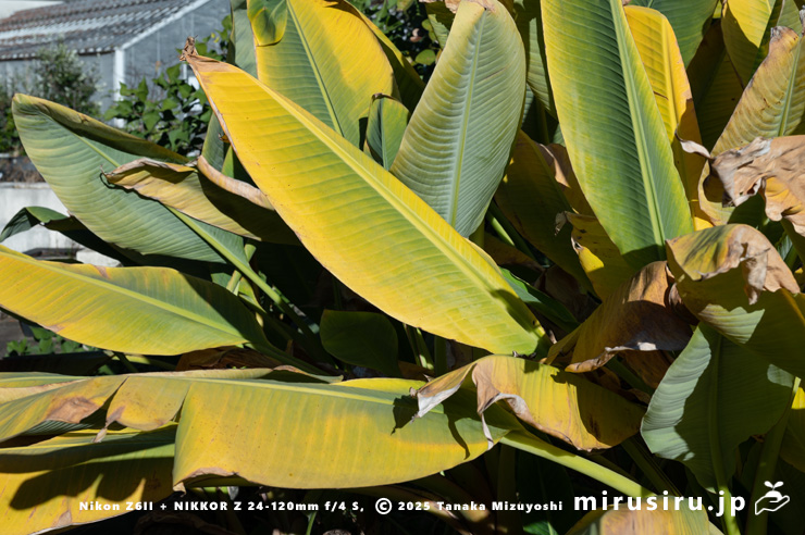 チユウキンレンの黄葉　鎌倉市・大船フラワーセンター　2024/12/10