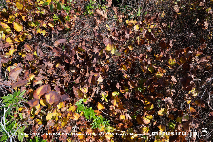 冬枯れてきたサルトリイバラ　三浦市・諸磯　2024/12/28